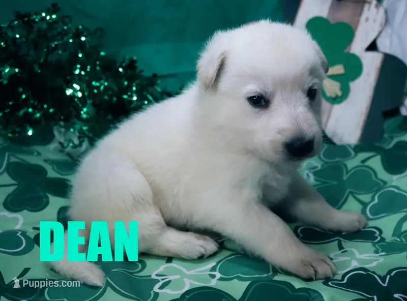 Dean – German Shepherd Dog puppy for sale in Jasper, AR