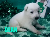 Dean, a male German Shepherd Dog for sale in Jasper, AR – Photo 6 of 8