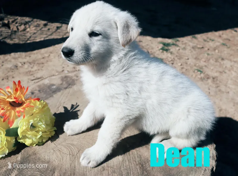 Dean – German Shepherd Dog puppy for sale in Jasper, AR