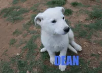 Dean, a male German Shepherd Dog for sale in Jasper, AR – Photo 1 of 8