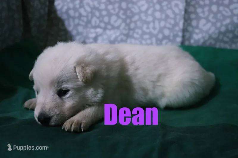 Dean