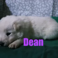 Dean, a male German Shepherd Dog for sale in Jasper, AR – Photo 7 of 8