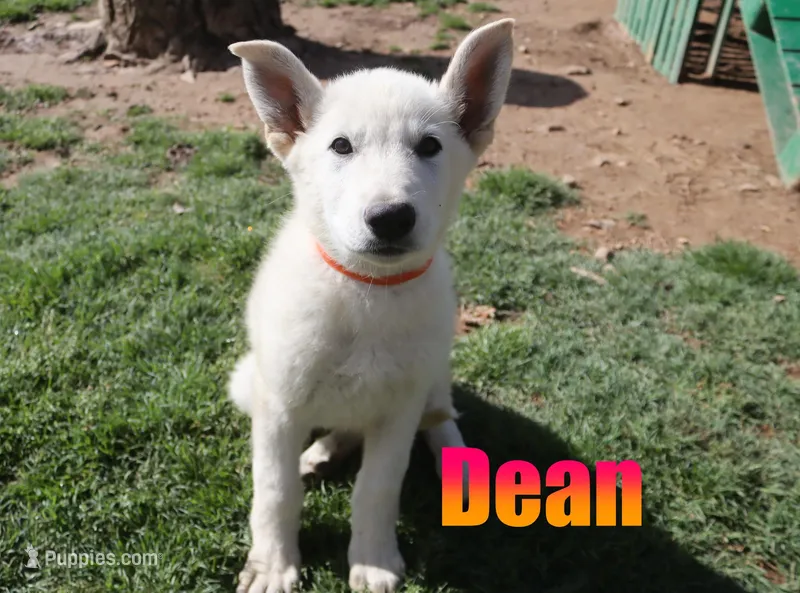 Dean – German Shepherd Dog puppy for sale in Jasper, AR