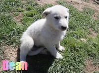 Dean, a male German Shepherd Dog for sale in Jasper, AR – Photo 2 of 8