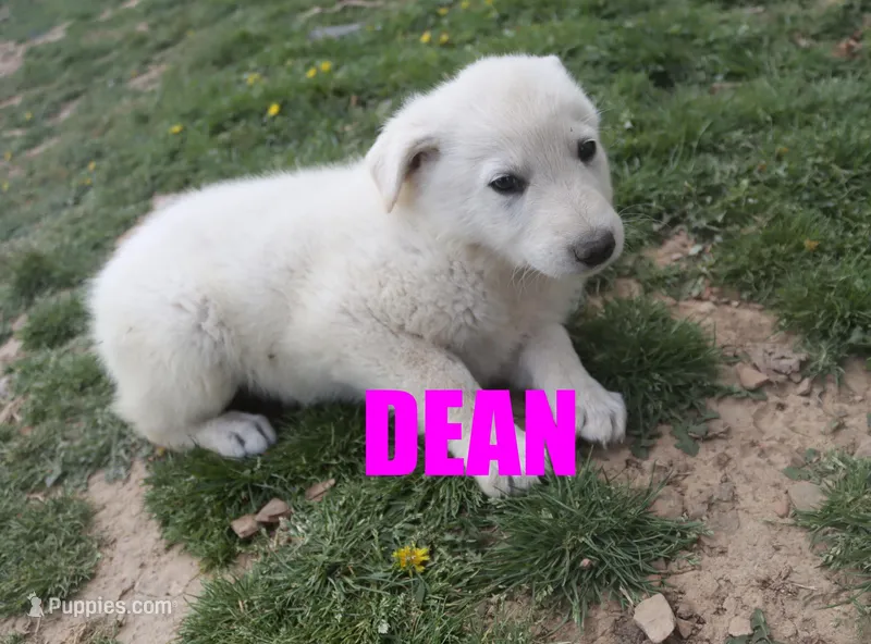Dean – German Shepherd Dog puppy for sale in Jasper, AR