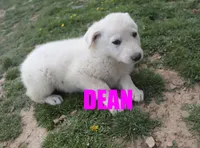 Dean, a male German Shepherd Dog for sale in Jasper, AR – Photo 3 of 8