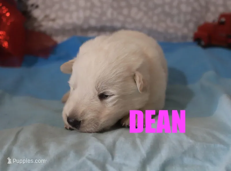 Dean, a male German Shepherd Dog for sale in Jasper, AR – Photo 1 of 1