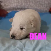 Dean, a male German Shepherd Dog for sale in Jasper, AR – Photo 8 of 8