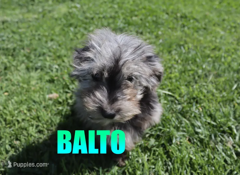 Balto – Miniature Aussiedoodle puppy for sale in Jasper, AR