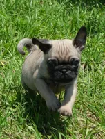 Kermit, a male Pug for sale in North Richland Hills, TX – Photo 1 of 3