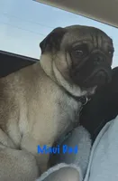 Kermit, a male Pug for sale in North Richland Hills, TX – Photo 3 of 3