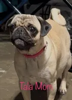 Kermit, a male Pug for sale in North Richland Hills, TX – Photo 2 of 3