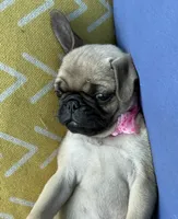 Jellybean , a female Pug for sale in North Richland Hills, TX – 3 of 10