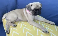 Jellybean , a female Pug for sale in North Richland Hills, TX – 2 of 10