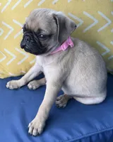 Jellybean , a female Pug for sale in North Richland Hills, TX – 6 of 10