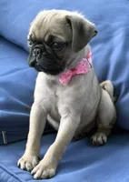 Jellybean , a female Pug for sale in North Richland Hills, TX – 4 of 10