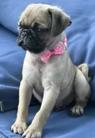 Jellybean , a female Pug for sale in North Richland Hills, TX – 5 of 10