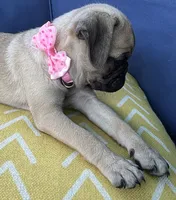 Jellybean , a female Pug for sale in North Richland Hills, TX – 8 of 10