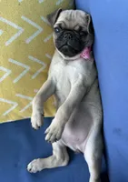 Jellybean , a female Pug for sale in North Richland Hills, TX – 10 of 10