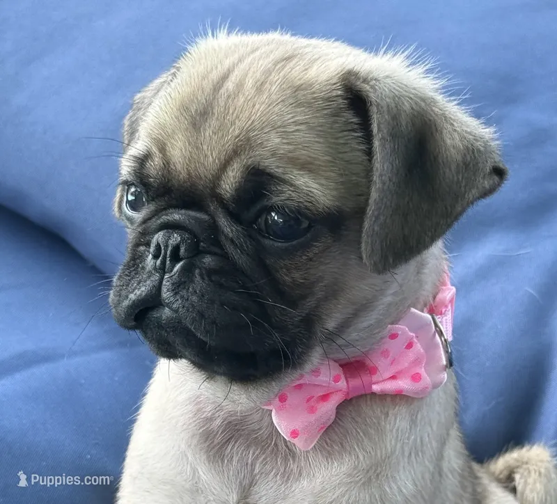 Jellybean  – Pug puppy for sale in North Richland Hills, TX