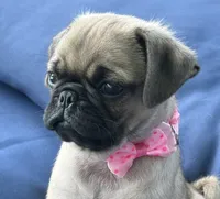 Jellybean , a female Pug for sale in North Richland Hills, TX – 1 of 10