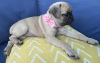 Jellybean , a female Pug for sale in North Richland Hills, TX – 9 of 10