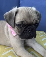 Jellybean , a female Pug for sale in North Richland Hills, TX – 7 of 10