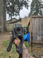 Jackson, a male Cockapoo and German Shorthaired Pointer for sale in Shelton, WA – 1 of 2