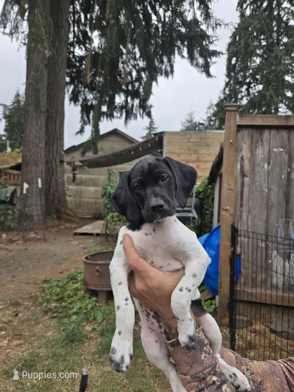 Betsy – Cockapoo, German Shorthaired Pointer puppy for sale in Shelton, WA