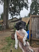Betsy, a female Cockapoo and German Shorthaired Pointer for sale in Shelton, WA – 1 of 2
