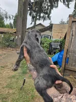 Oakley, a female Cockapoo and German Shorthaired Pointer for sale in Shelton, WA – 2 of 2
