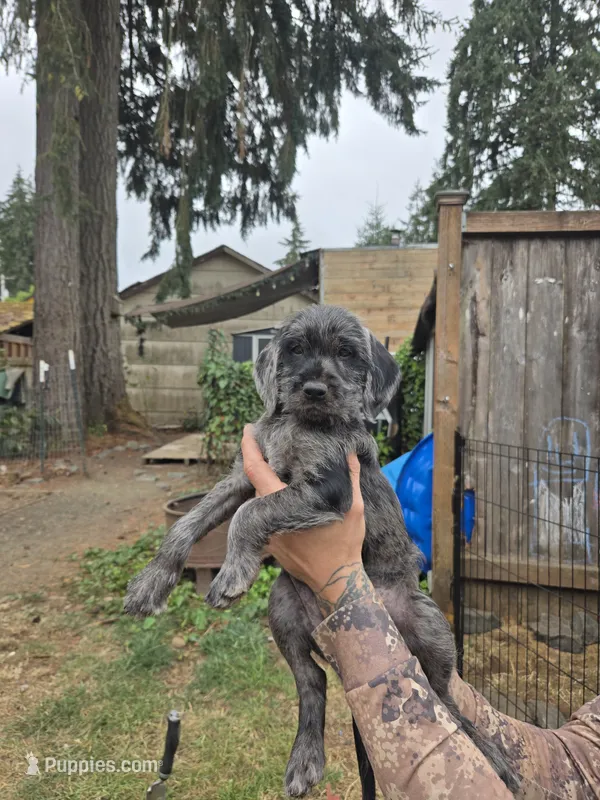 Oakley – Cockapoo, German Shorthaired Pointer puppy on hold in Shelton, WA
