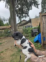 Betsy, a female Cockapoo and German Shorthaired Pointer for sale in Shelton, WA – 2 of 2