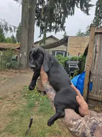 Jackson, a male Cockapoo and German Shorthaired Pointer for sale in Shelton, WA – 2 of 2