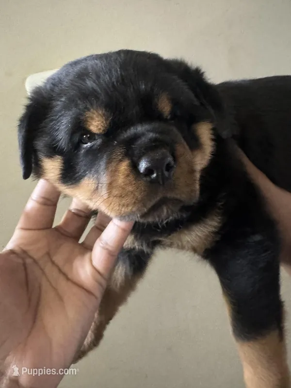 Msssss – Rottweiler puppy for sale in Covington, GA