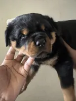 Msssss, a female Rottweiler for sale in Covington, GA – 1 of 5