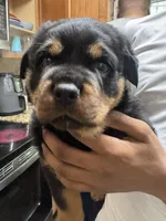 Msssss, a female Rottweiler for sale in Covington, GA – 2 of 5