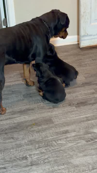 Msssss, a female Rottweiler for sale in Covington, GA – 5 of 5