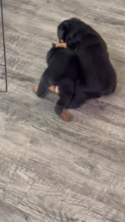 Msssss, a female Rottweiler for sale in Covington, GA – 4 of 5