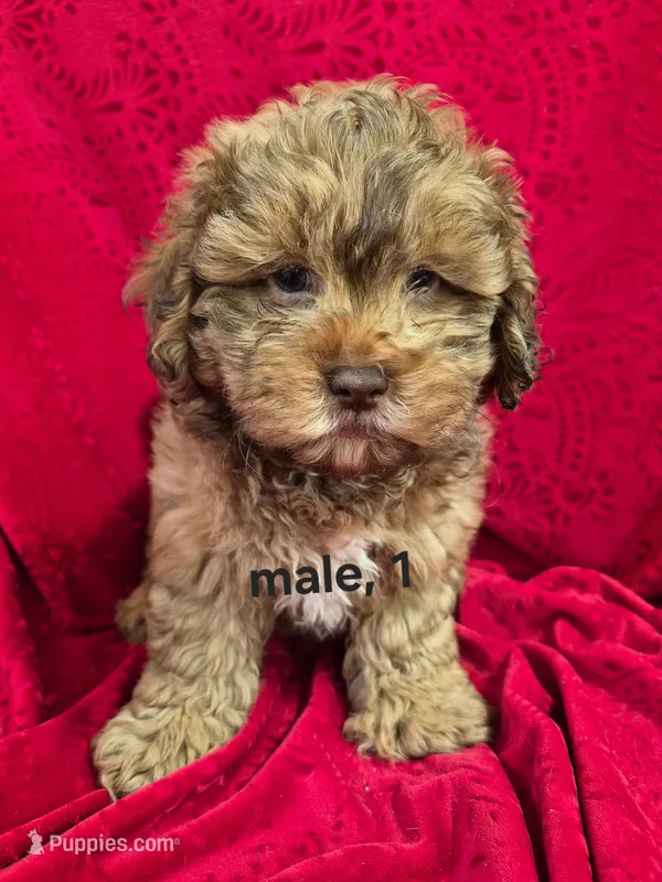 Darla – Shihpoo puppy for sale in Hilbert, WI
