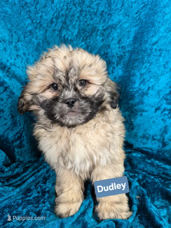 Dudley – Shihpoo puppy for sale in Hilbert, WI