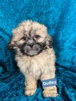 Dudley, a male Shihpoo for sale in Hilbert, WI – 1 of 1