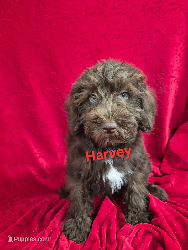 Harvey – Schnoodle puppy for sale in Hilbert, WI