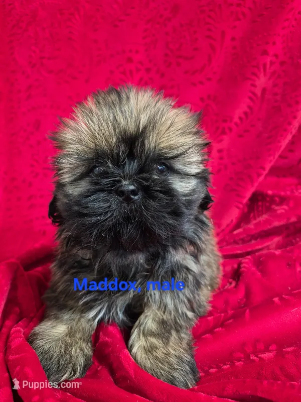Maddox – Shih Tzu puppy for sale in Hilbert, WI