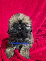 Maddox, a male Shih Tzu for sale in Hilbert, WI – 1 of 1