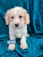 Benson , a male Schnoodle for sale in Hilbert, WI – 1 of 1