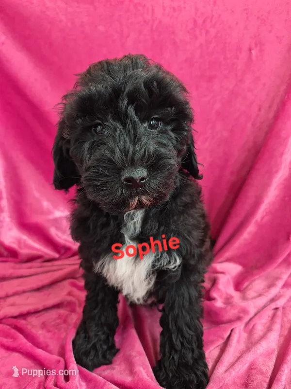 Sophie – Schnoodle puppy for sale in Hilbert, WI