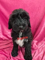 Sophie, a female Schnoodle for sale in Hilbert, WI – 1 of 6