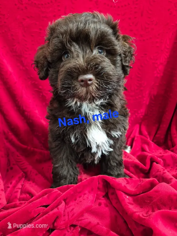 Nash – Schnoodle puppy for sale in Hilbert, WI