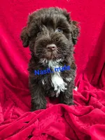Nash, a male Schnoodle for sale in Hilbert, WI – 1 of 1
